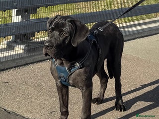 Cane Corso dogs - Advert 21