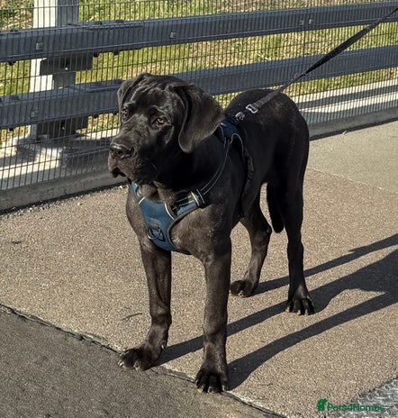 Cane Corso dogs - Advert 1