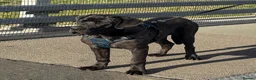 Cane Corso dogs for stud: Stud dog - Advert 1