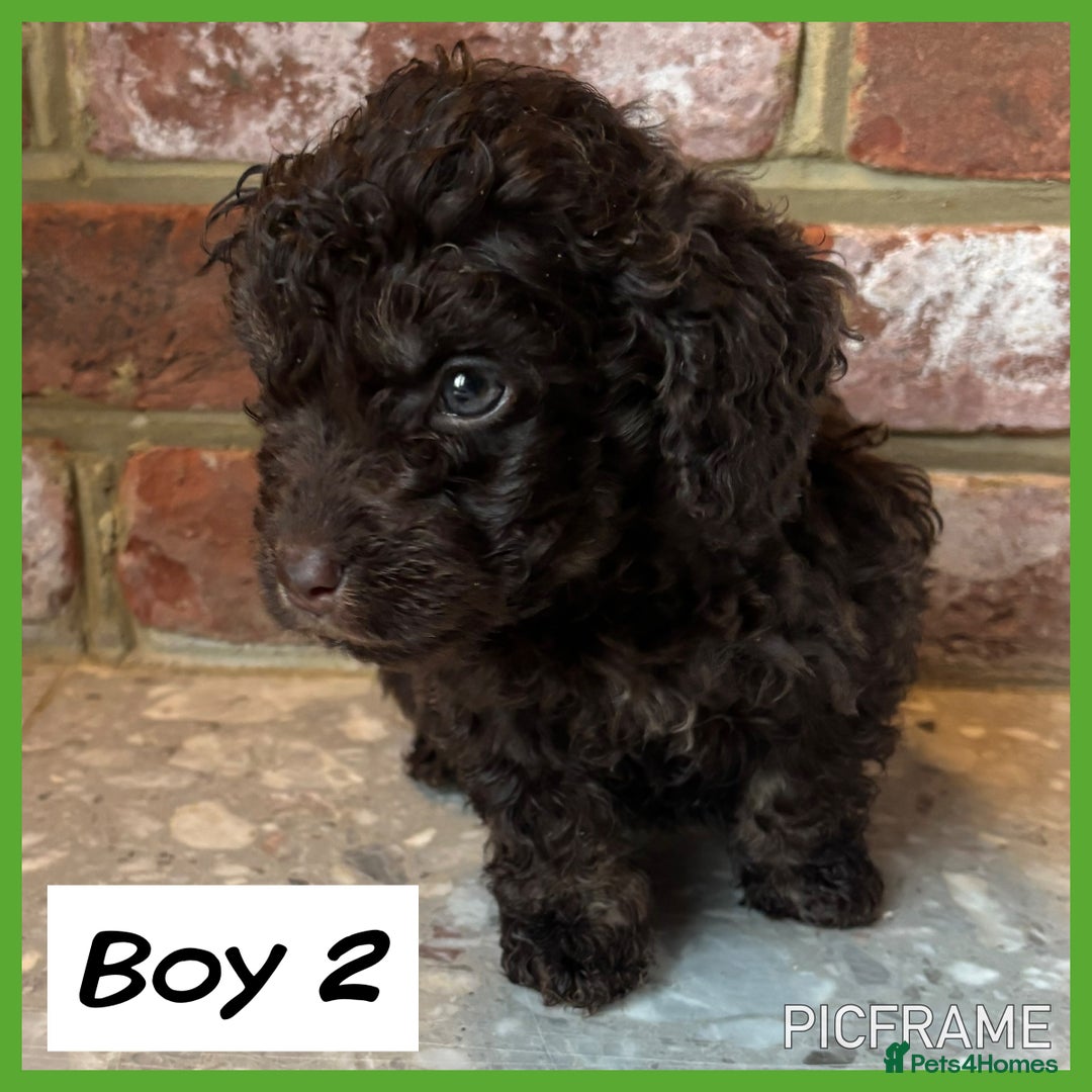 Cockapoo dogs for sale: 💙💗OUTSTANDING F1B COCKAPOOS💗💙 ready 16th jan - Advert 7