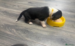 Border Collie dogs for sale: Border collie pups - Image 36
