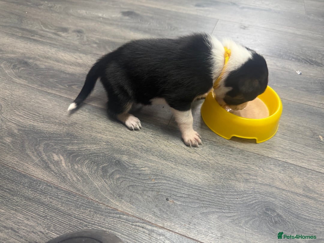 Border Collie dogs for sale: Border collie pups - Image 36