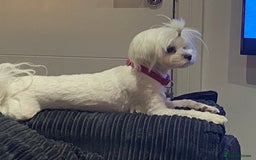Maltese dogs for sale: KC Reg Korean Maltese girls - Image 40