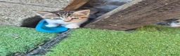 Mixed Breed cats for sale: Cute little kitten  - Advert 5