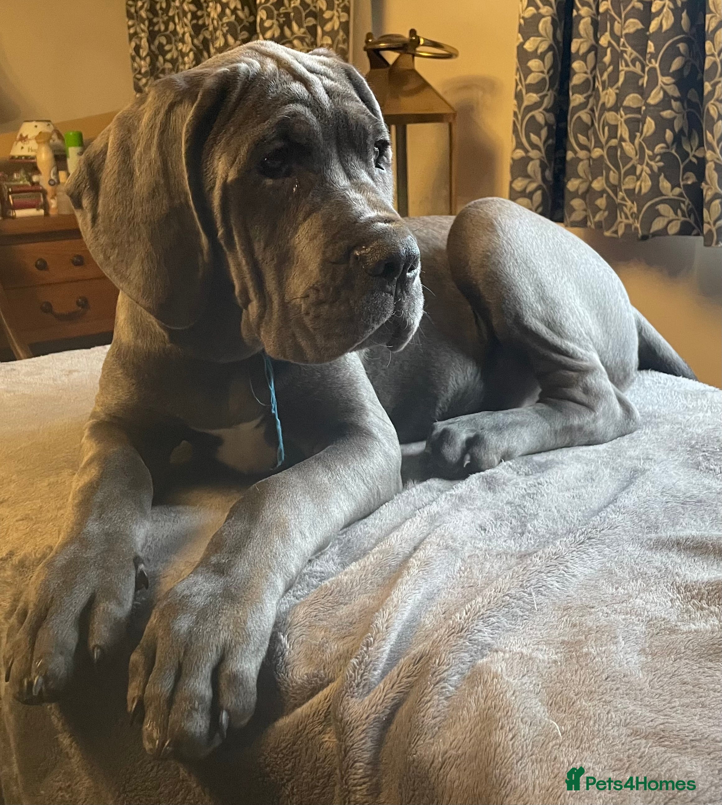 Mixed Breed dogs STUNNING MASTIFF/GREAT DANE PUPPIES - Advert 7