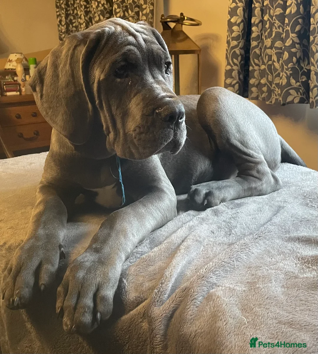 Mixed Breed dogs for sale: STUNNING MASTIFF/GREAT DANE PUPPIES - Advert 4