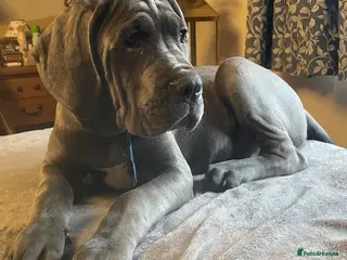Mixed Breed dogs STUNNING MASTIFF/GREAT DANE PUPPIES - Advert 7