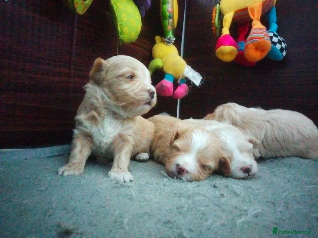 Maltipoo dogs for sale: Stunning F1 Maltpoo's 200+ Health Tests - Advert 11