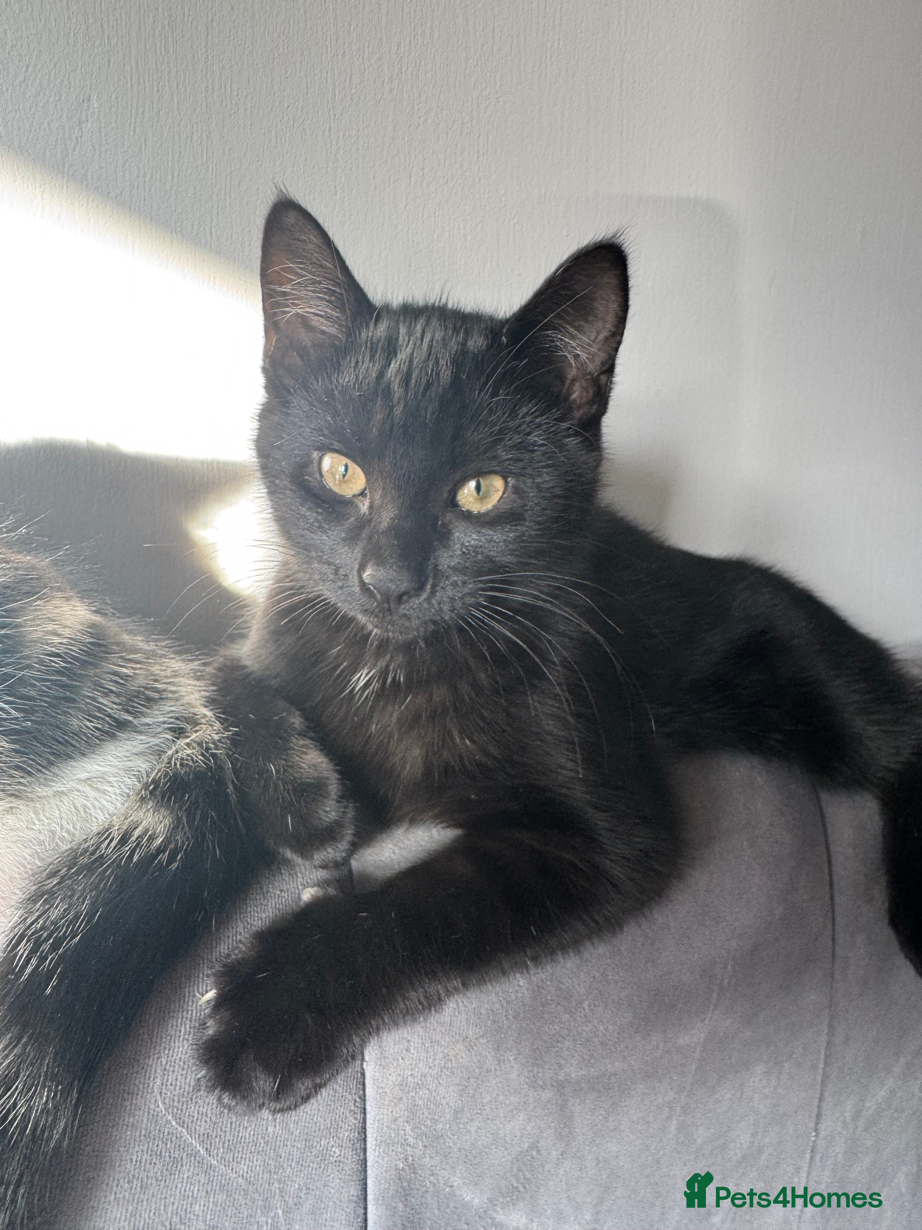 Mixed Breed cats 1 Beautiful Boy! - Ready Now!  - Advert 16