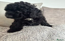 Cavapoo dogs for sale: 🐶 F1B CAVAPOOS 5* HEALTH CHECK 🐶 - Image 20