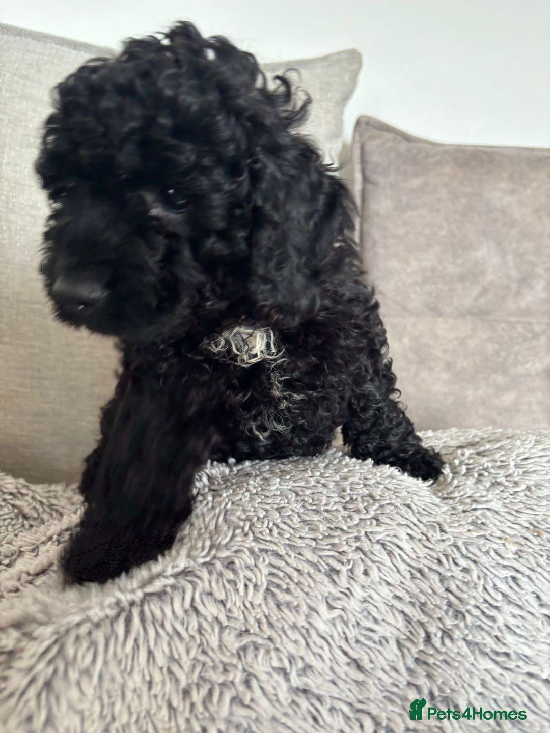 Cavapoo dogs for sale: 🐶 F1B CAVAPOOS 5* HEALTH CHECK 🐶 - Image 20