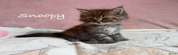 Persian cats for sale: Absolutely beautiful Persian/ragdoll Kittens - Advert 2
