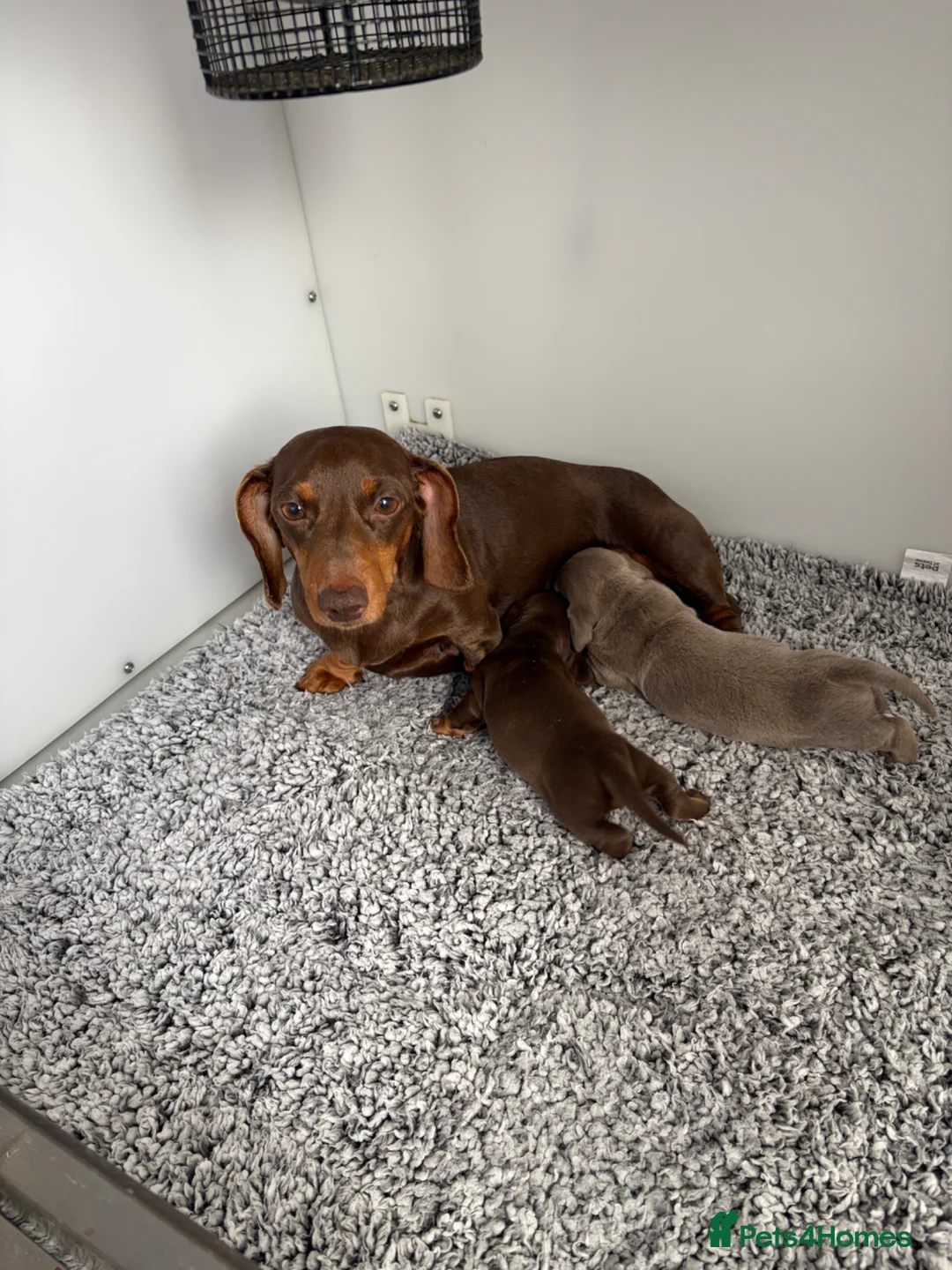 Miniature Dachshund dogs for sale: Kc reg True to type minture dachshunds  - Advert 1