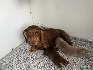 Miniature Dachshund dogs Kc reg True to type minture dachshunds - Advert 1
