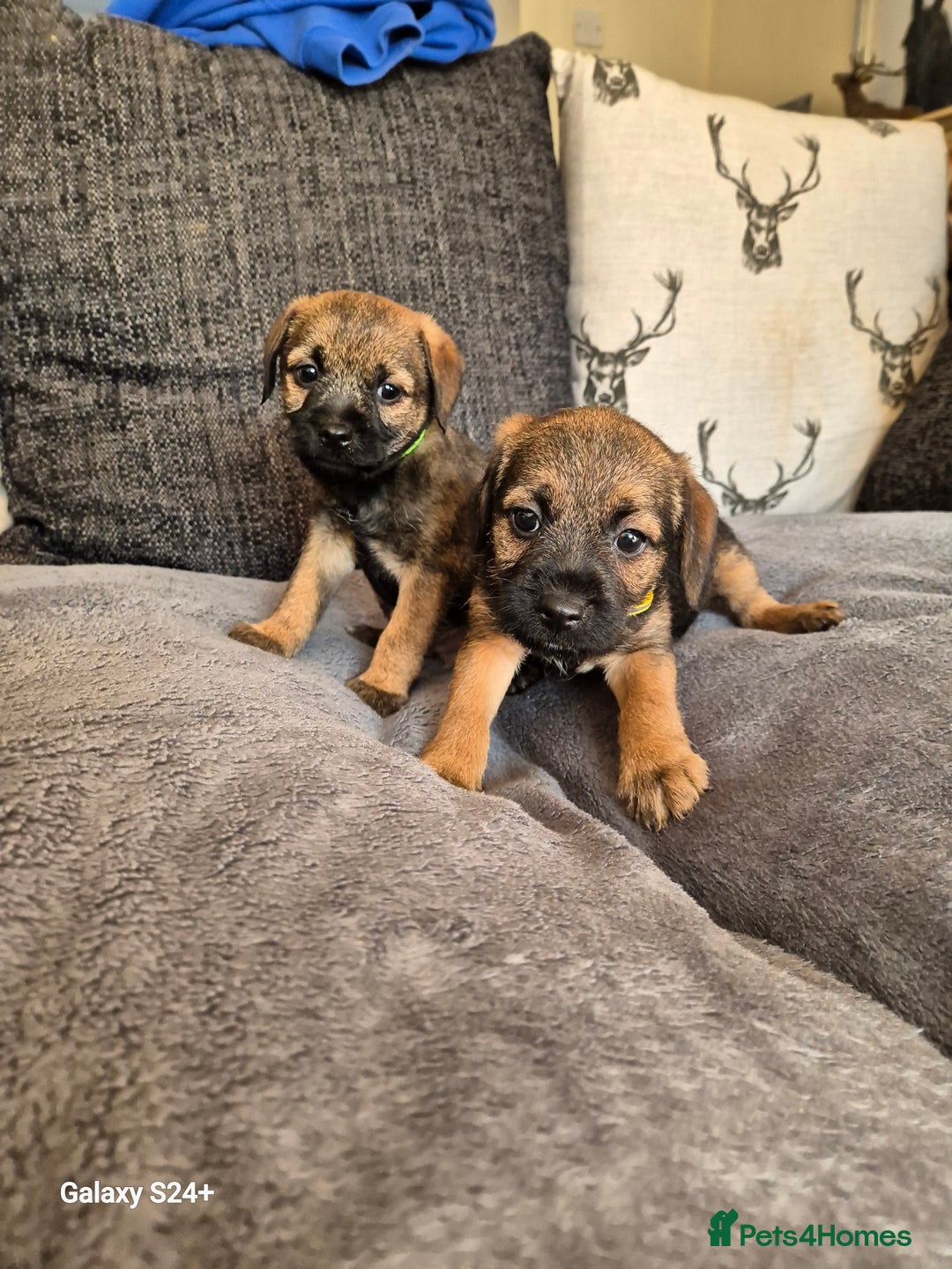 Border Terrier dogs for sale: Stunning border terrier puppys - Image 14