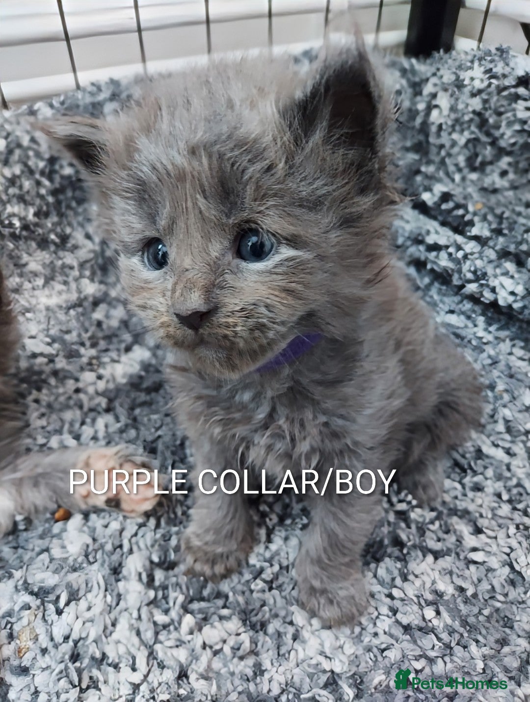 Maine Coon cats for sale: GREAT QUALITY MAINE COON KITTENS/DNA/GCCF  - Advert 9