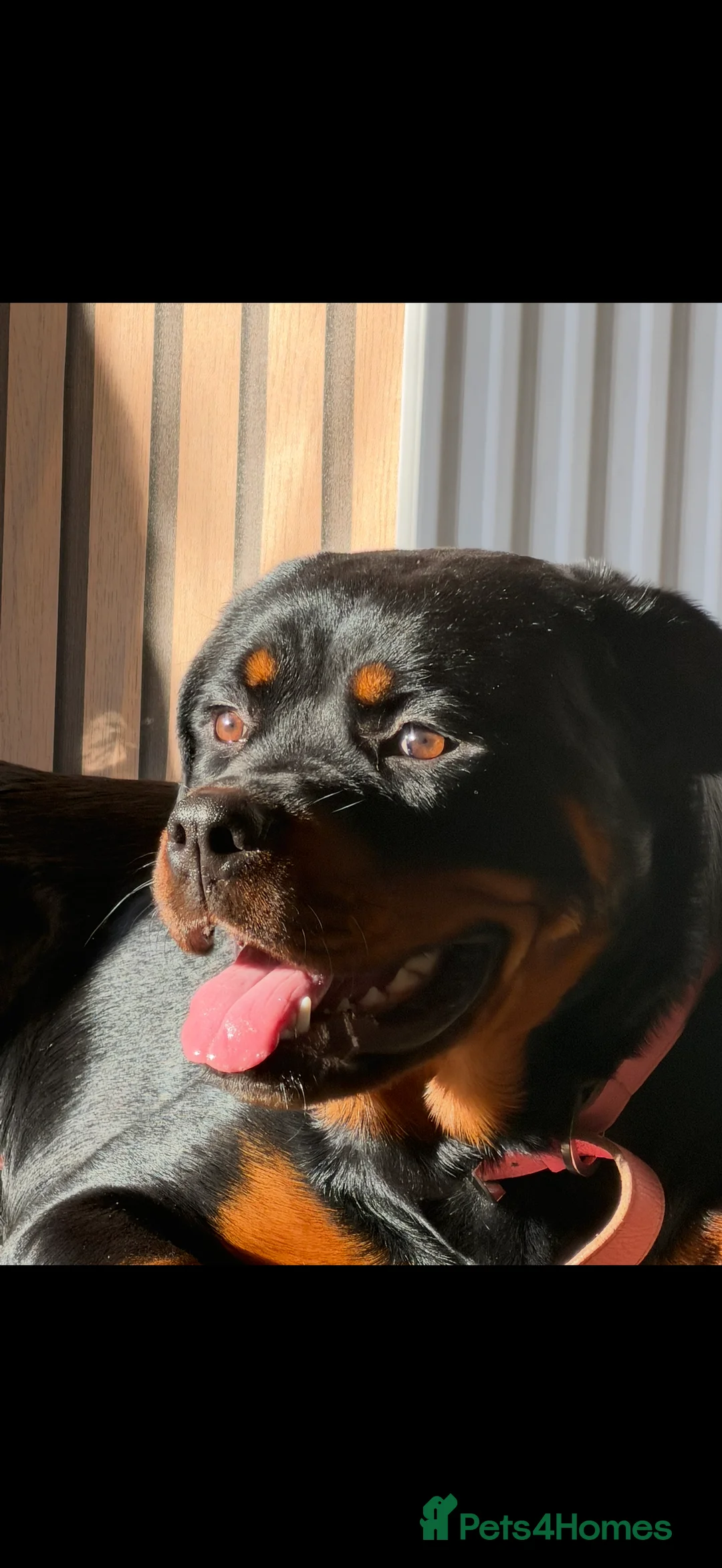 Rottweiler dogs for sale: 10 month old female Rottie - Advert 1
