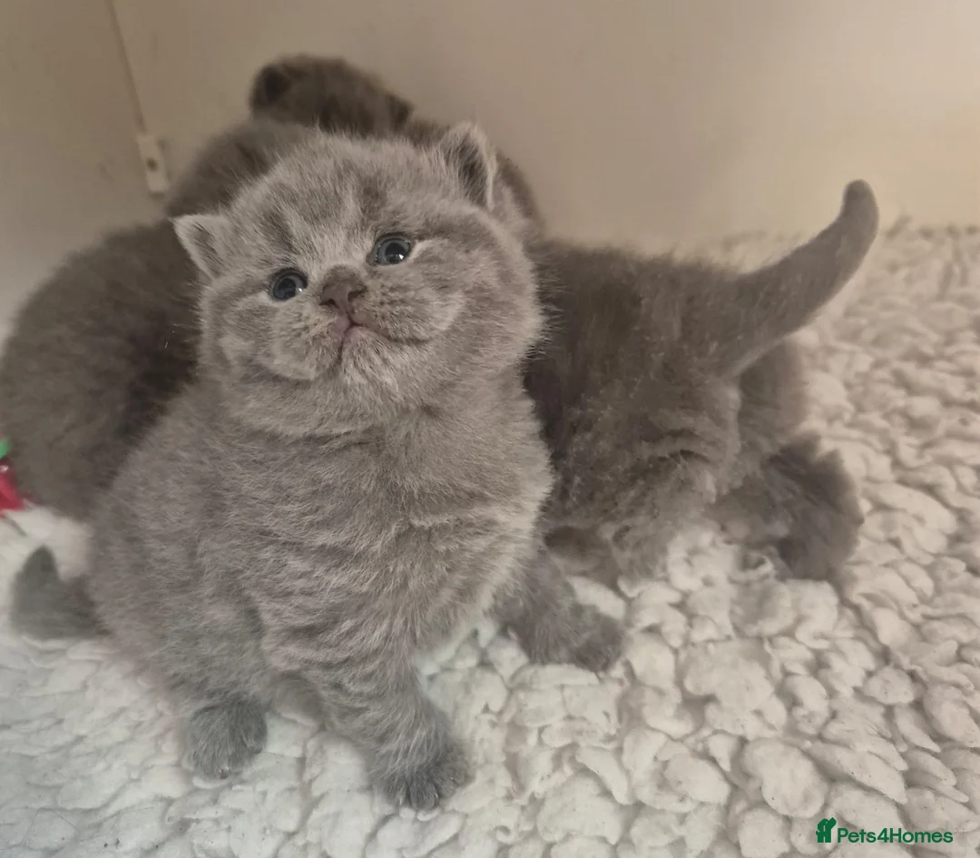British Shorthair cats for sale: STUNNING GCCF BSH BLUE BOY KITTENS - Advert 9