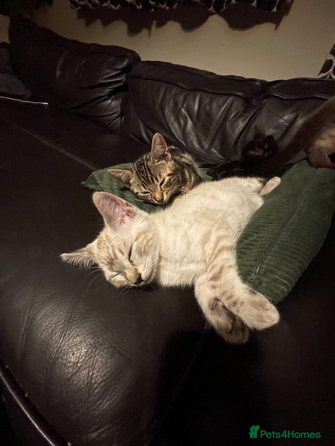 Bengal cats for sale: Part Snow Bengal Kitten - Image 4