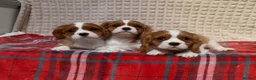 Cavalier King Charles Spaniel dogs for sale: STUNNING CAVALIER KING CHARLES BOYS  - Advert 18
