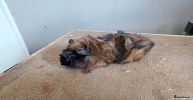 Guinea Pig rodents in Whitchurch - Advert 2
