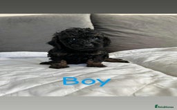 Cockapoo dogs for sale: F2 cockapoo - Image 5