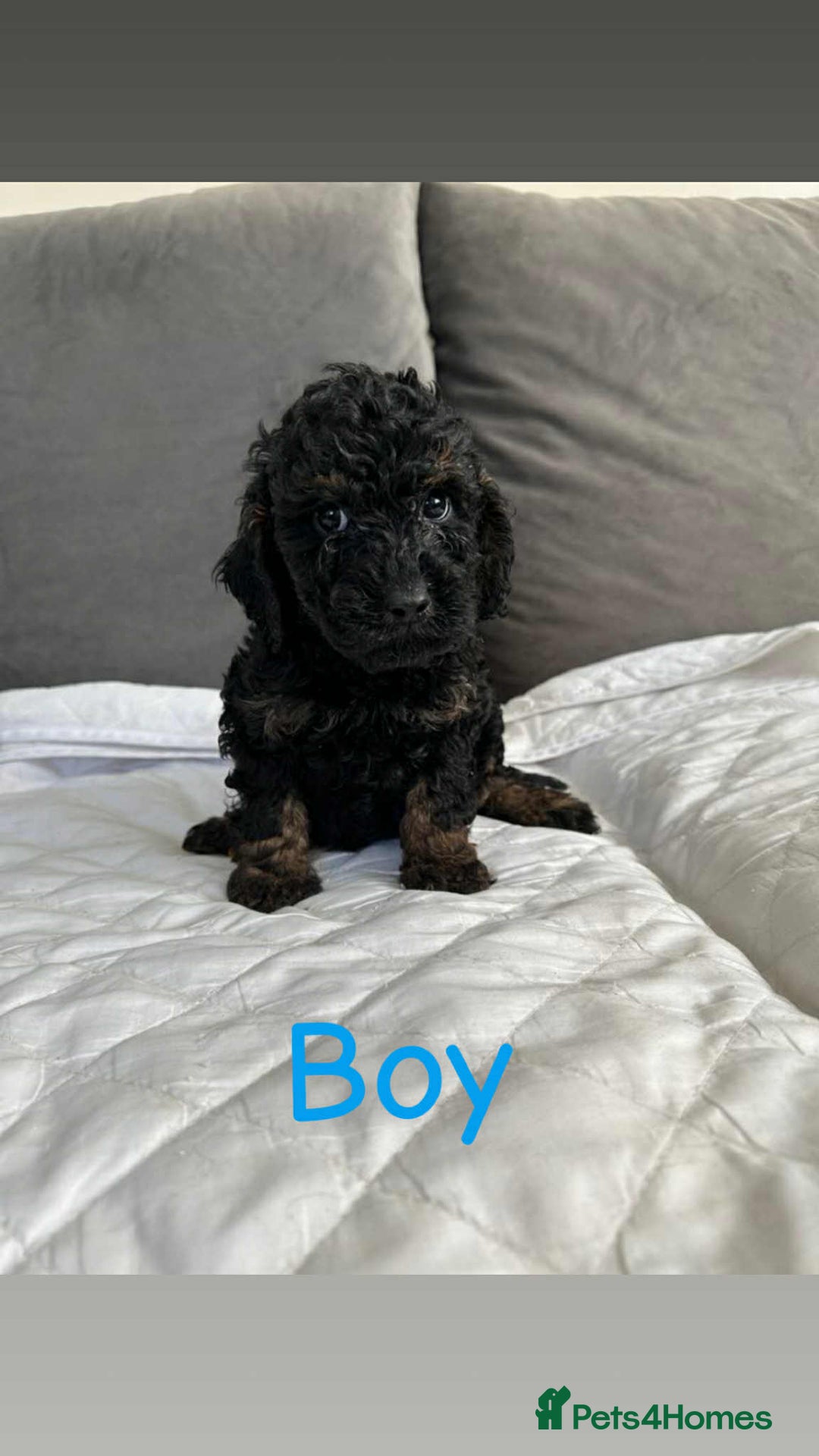 Cockapoo dogs for sale: F2 cockapoo - Image 5