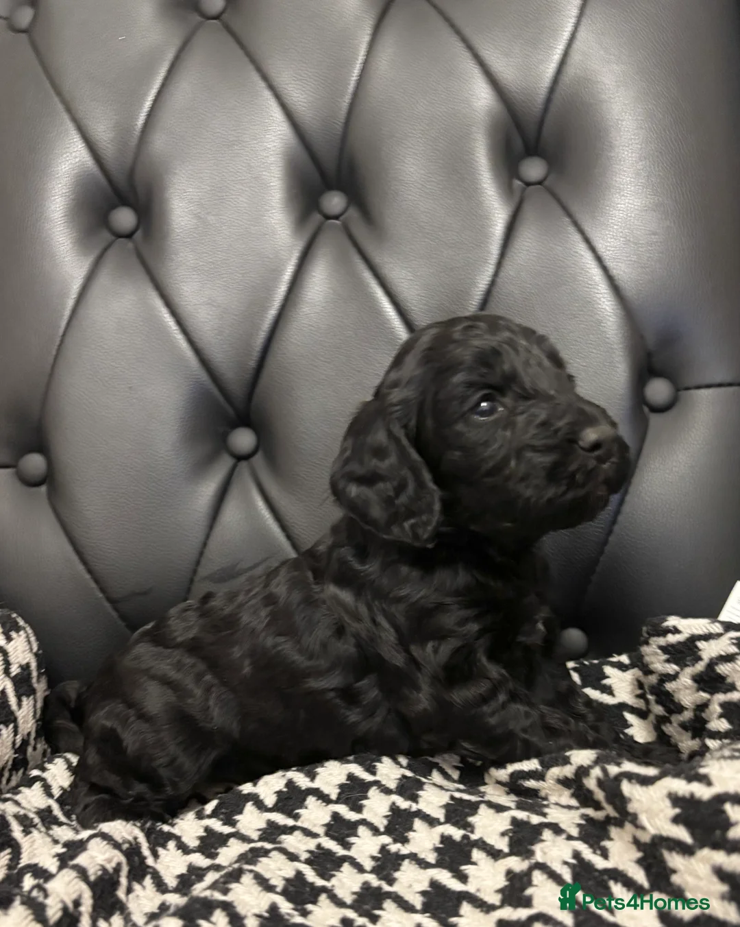 Cockapoo dogs for sale: Gorgeous F1 Cockapoos - Advert 14