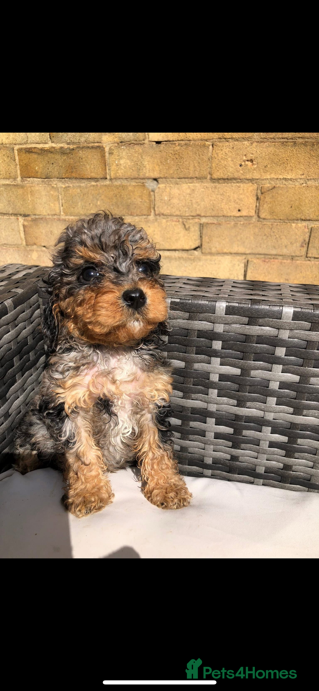 Cavapoo dogs for sale: *Reduced F1B cavapoos  - Image 4