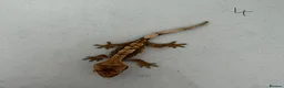 Gecko reptiles for sale:  Lilly white Crested gecko babies - Advert 14