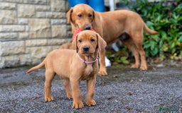 Labrador Retriever dogs for sale: KC Registered Fox Red Labrador Puppies  - Image 2