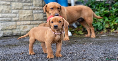 Labrador Retriever dogs - Advert 2