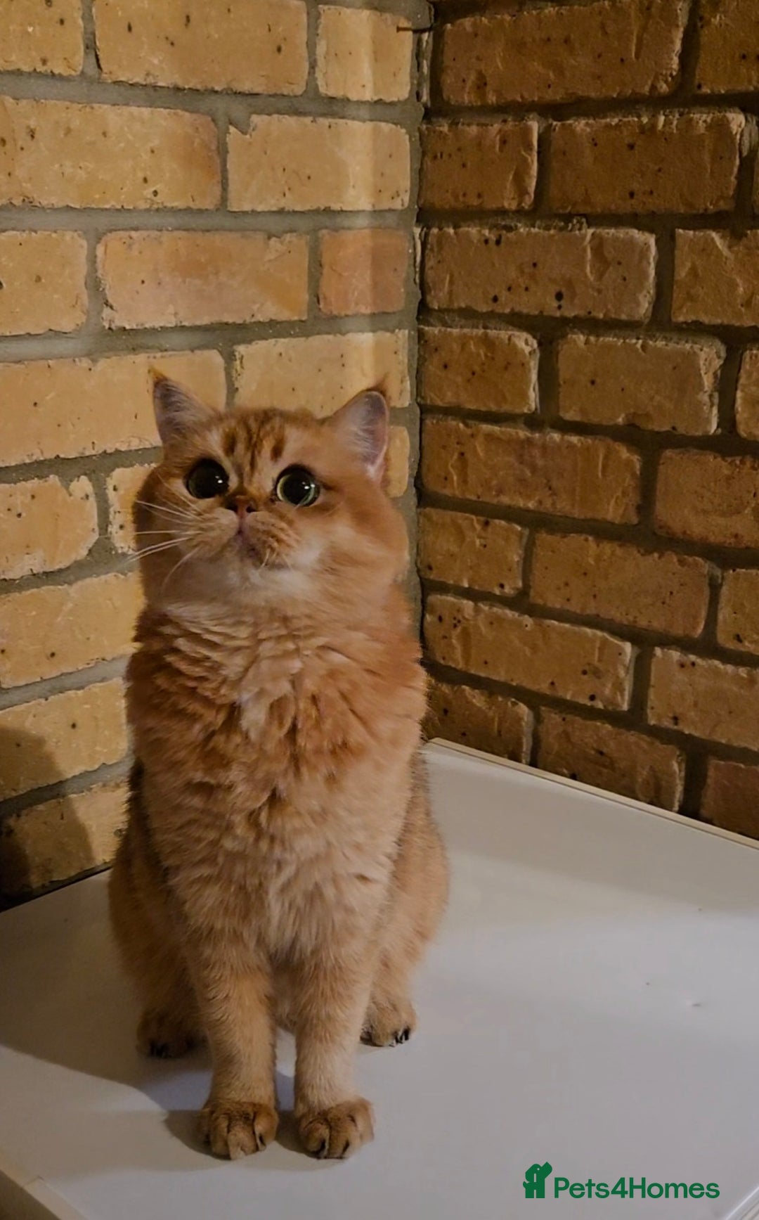 British Shorthair cats for sale: Beautiful Ruby - Advert 2