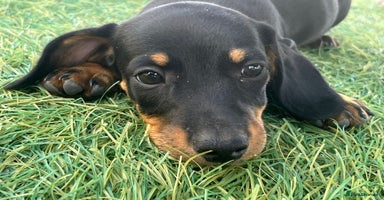Dachshund dogs - Advert 3