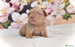 French Bulldog dogs for stud: NEW SHADE ISABELLA health tested  in Hastings - Image 5