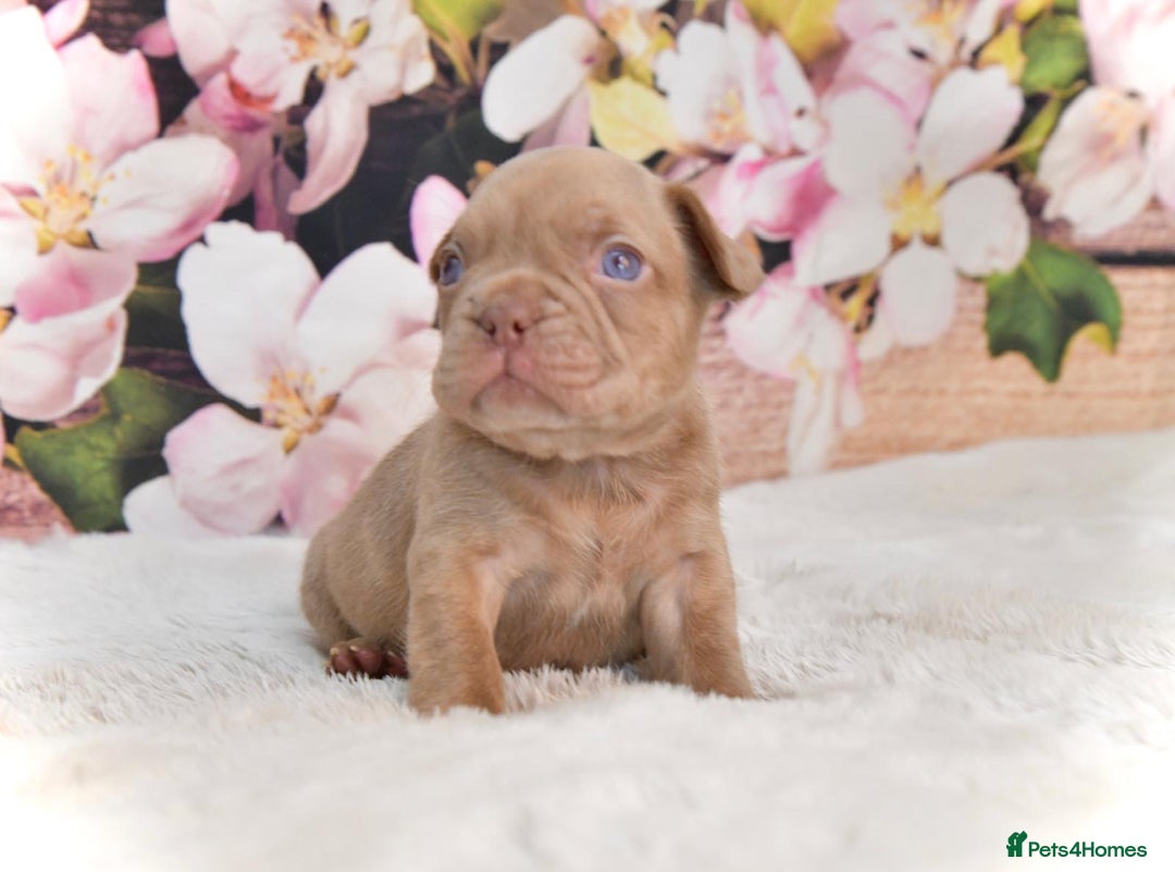 French Bulldog dogs for stud: NEW SHADE ISABELLA health tested  in Hastings - Image 5