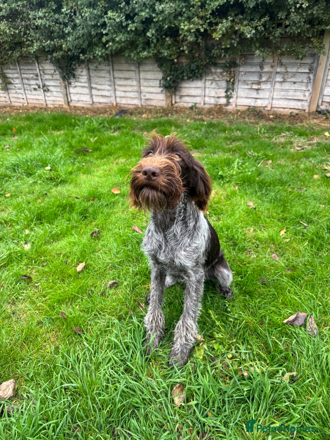 German Wirehaired Pointer dogs for sale: German wirehaired female  - Image 4