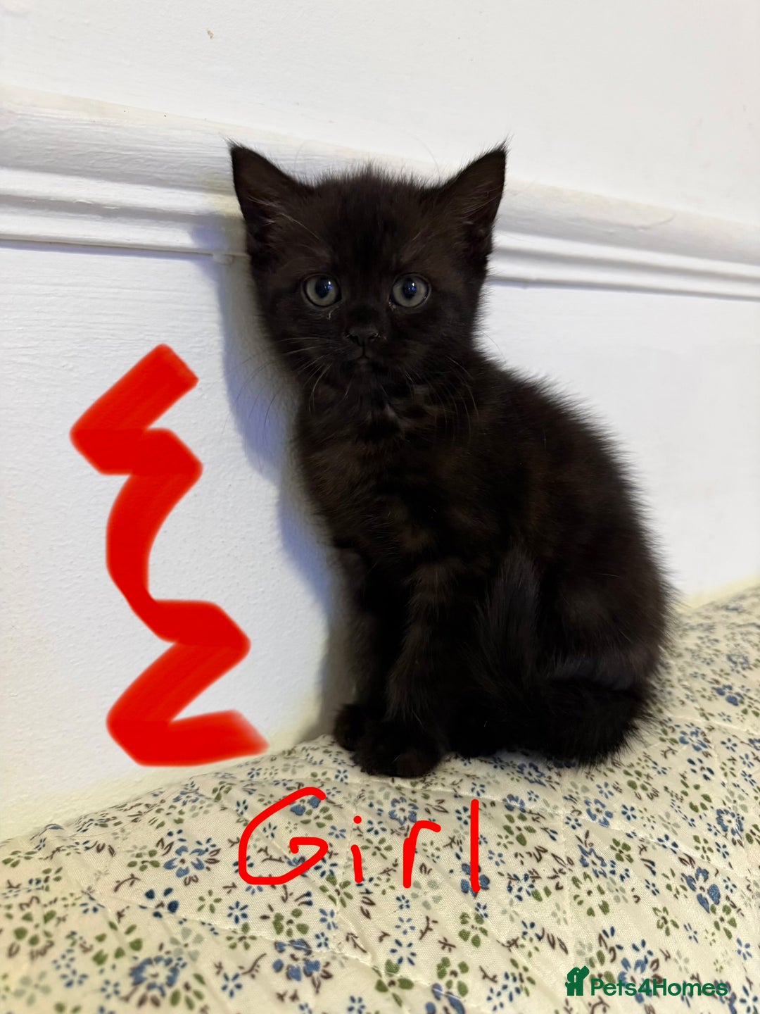 Mixed Breed cats for sale: Kittens 🐈‍⬛  - Advert 3