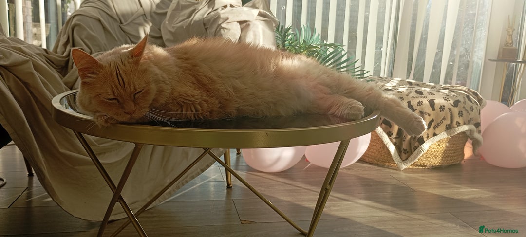 Turkish Angora cats for sale: Withumy - Image 4