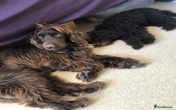 Sprocker dogs for sale: Male Chocolate  Sprocker Spaniel  - Image 10