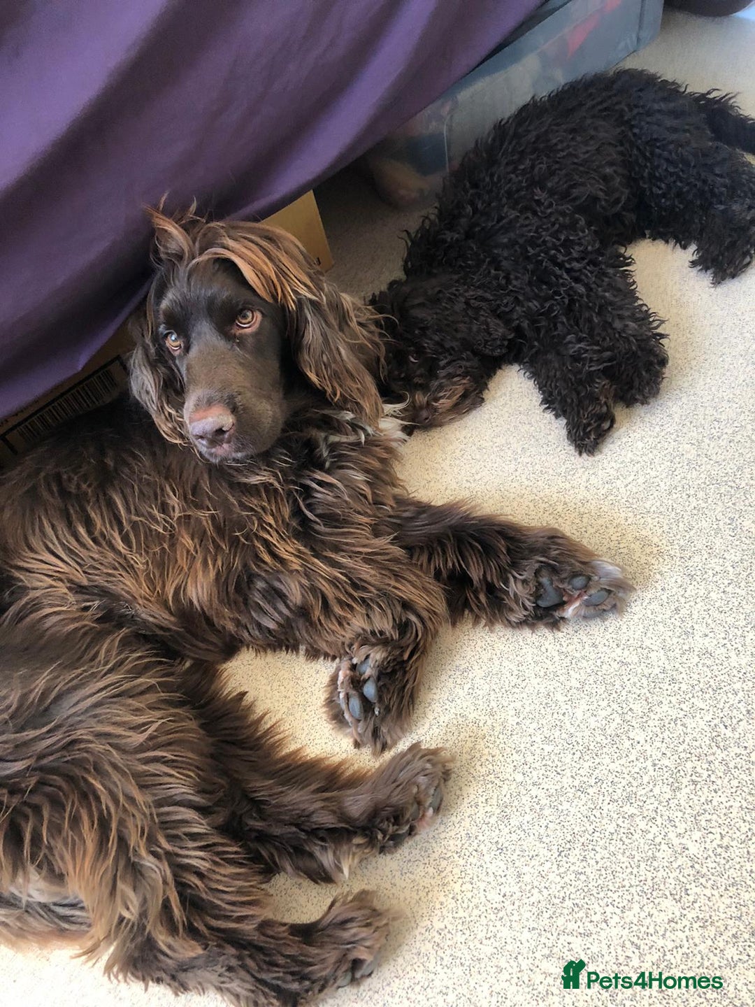 Sprocker dogs for sale: Male Chocolate  Sprocker Spaniel  - Image 10