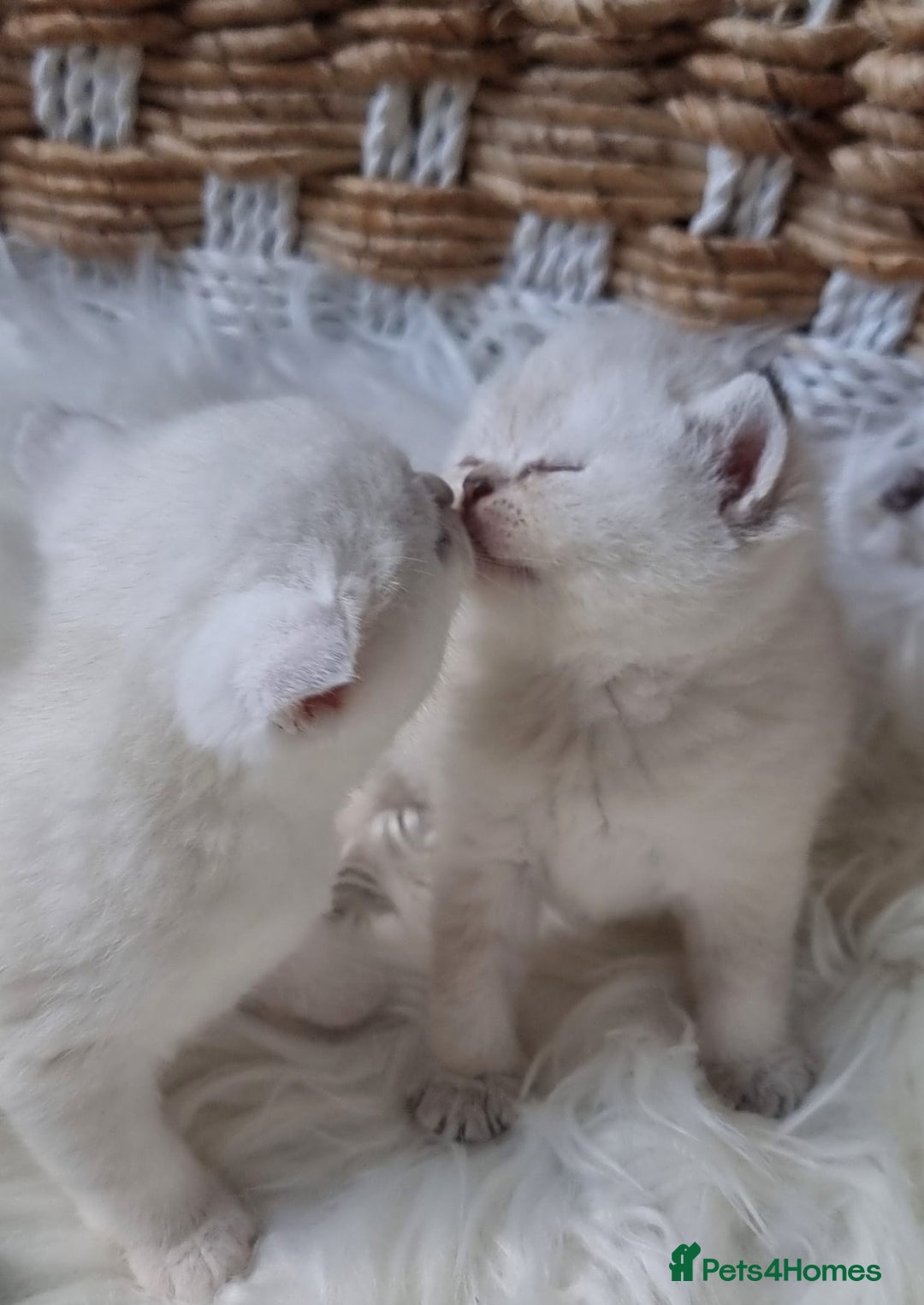 British Shorthair cats for sale: 💕LAST GIRL💕GOLDEN POINT BRITISH SHORTHAIR  - Advert 3