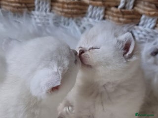 British Shorthair cats GOLDEN BLUE POINT, GOLDEN TABBY BRITISH SHORTHAIR - Advert 2