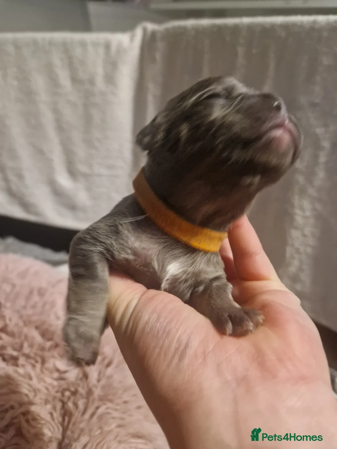 French Bulldog dogs for sale: Lilac blue and merle frenchies  - Advert 5