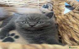 British Shorthair cats for sale: LAST 2 FEMALE kittens British shorthair kittens  in Maidstone - Image 10