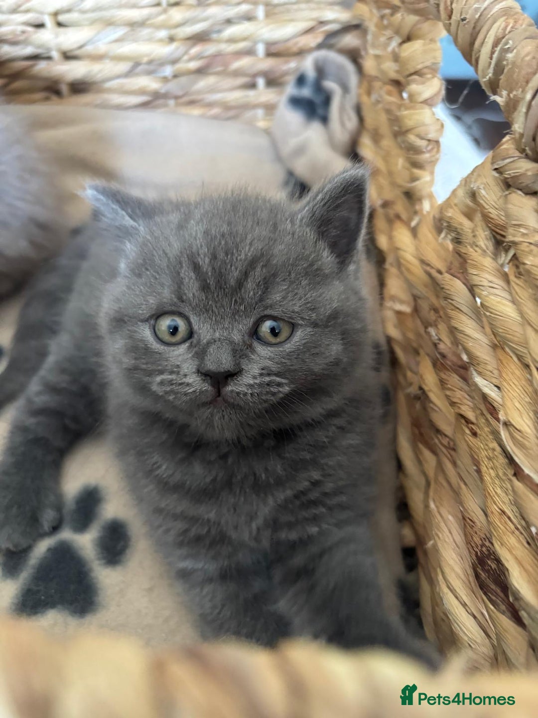 British Shorthair cats for sale: LAST 2 FEMALE kittens British shorthair kittens  in Maidstone - Image 10