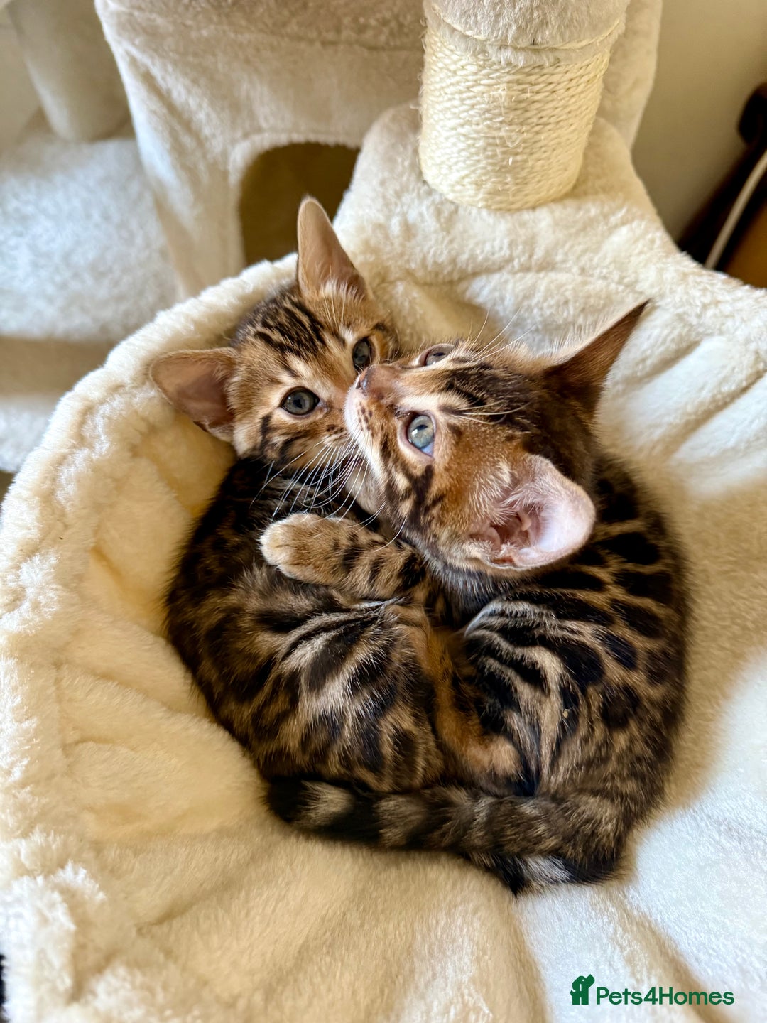 Bengal cats for sale: Bengal kittens  - Image 8