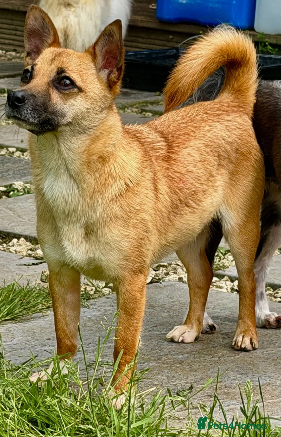 Miniature Pinscher dogs for adoption: Frankie – Female Miniature Pinscher - Advert 1