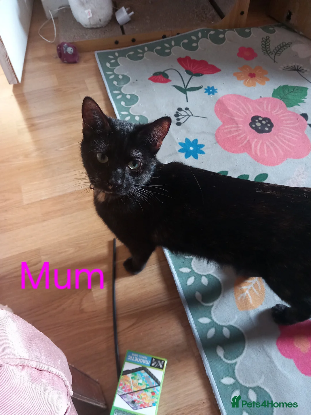 Mixed Breed cats for sale: Beautiful Black kittens looking for forever home  - Advert 2