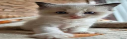 Ragdoll cats for sale: Pure Ragdoll Kittens  - Advert 34